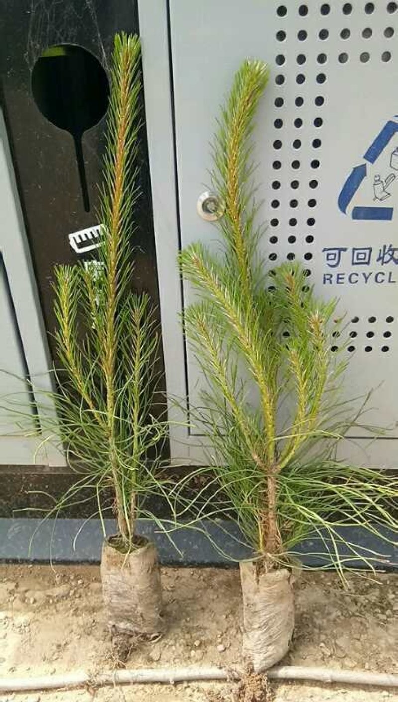 油松杯苗，油松袋苗