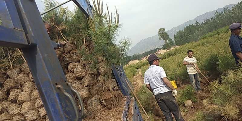 油松杯苗，油松袋苗
