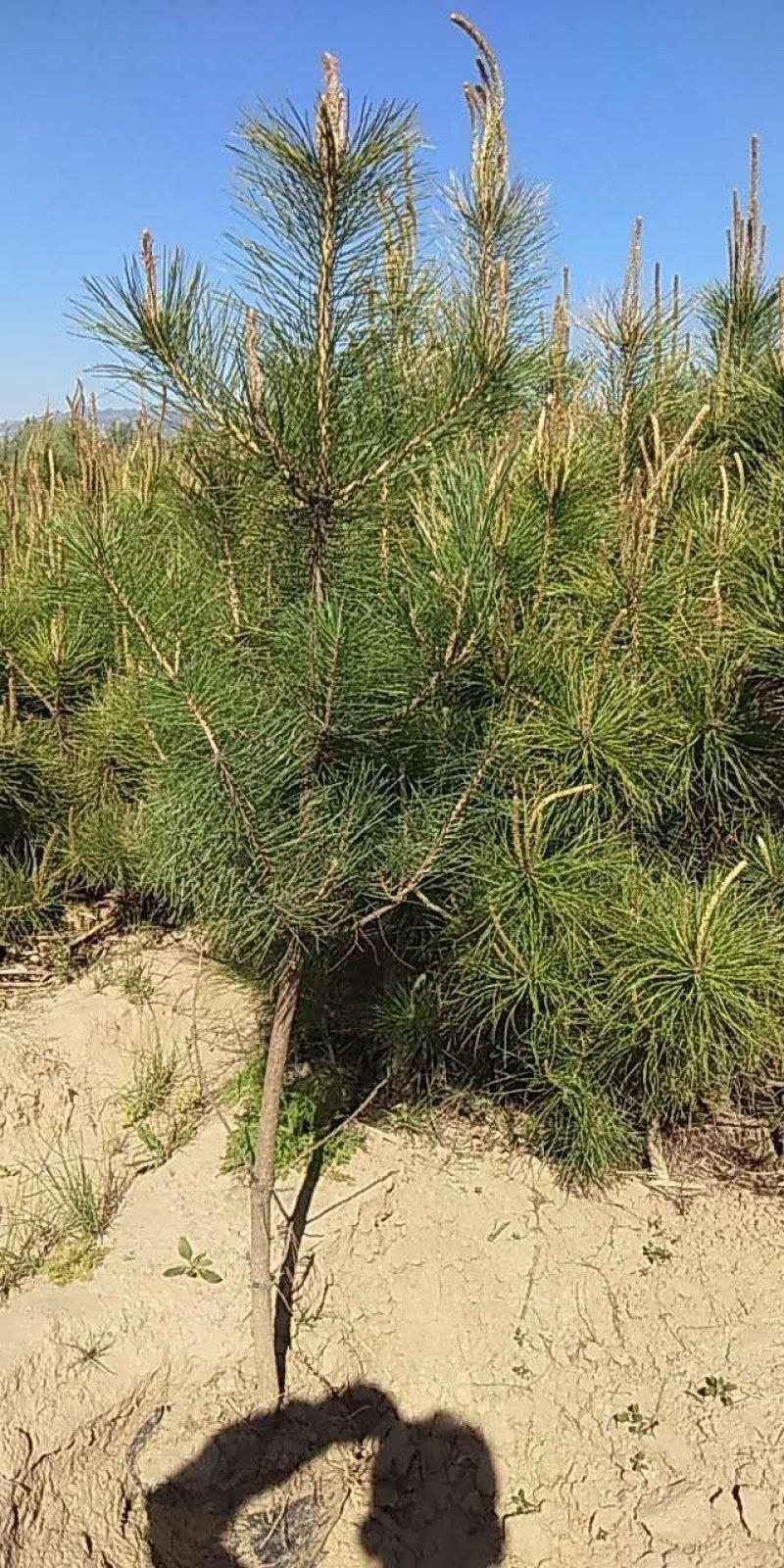 油松杯苗，油松袋苗