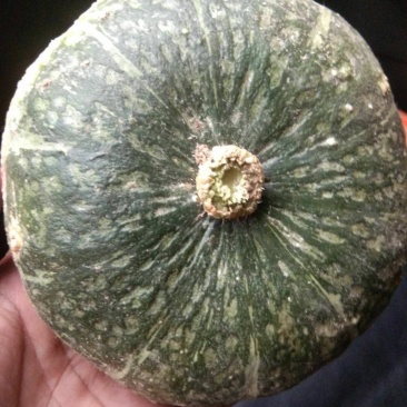 板栗南瓜对接电商微商各大团队平台