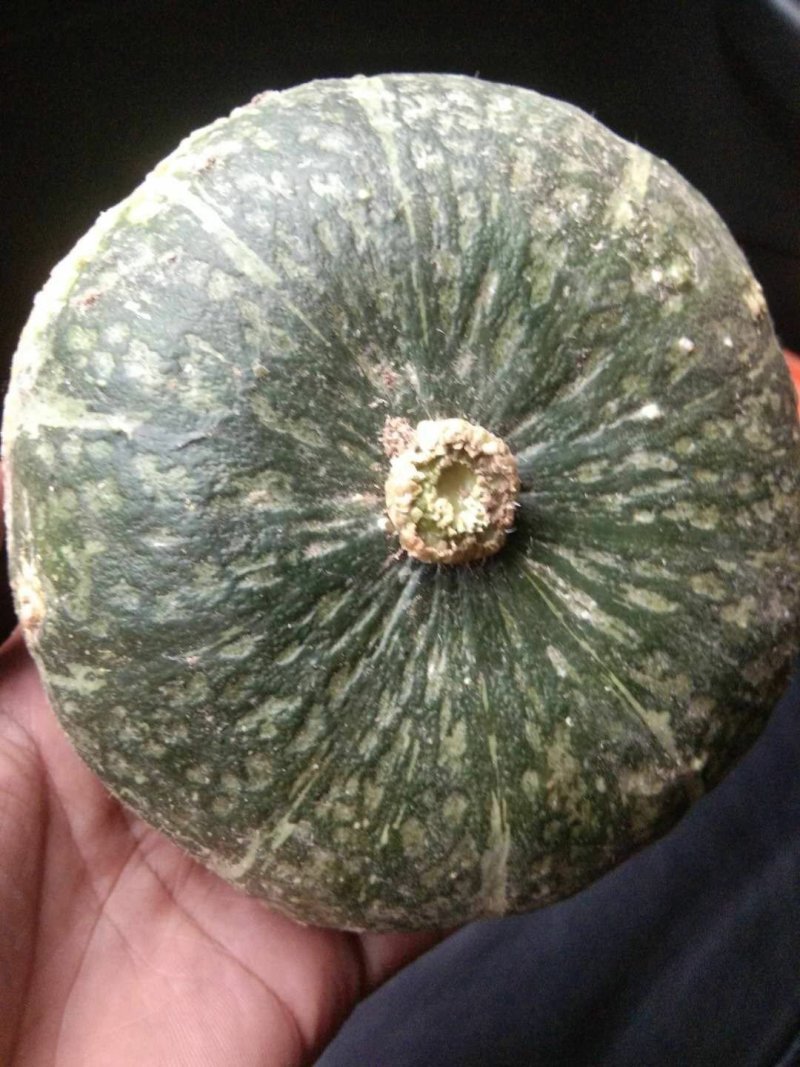 板栗南瓜对接电商微商各大团队平台