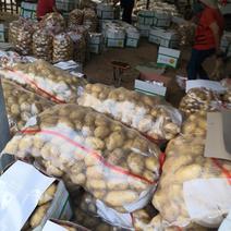 山东沂水优质荷兰十五土豆，产地直发，全国发货！货源充足