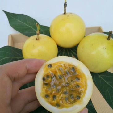 百香果