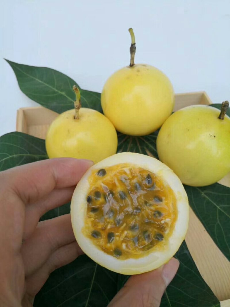 百香果
