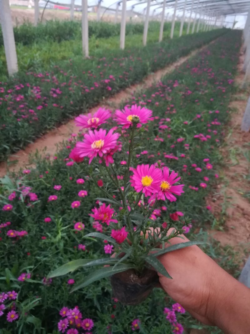 荷兰菊大量现货质优价廉