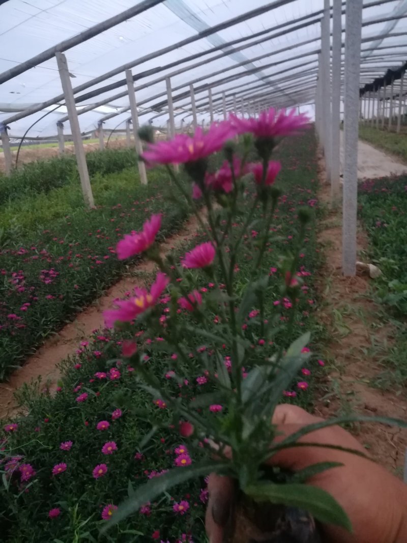 荷兰菊大量现货质优价廉