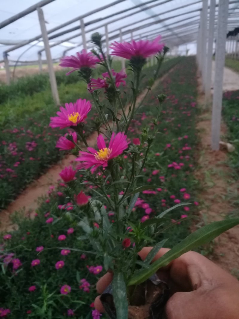 荷兰菊大量现货质优价廉