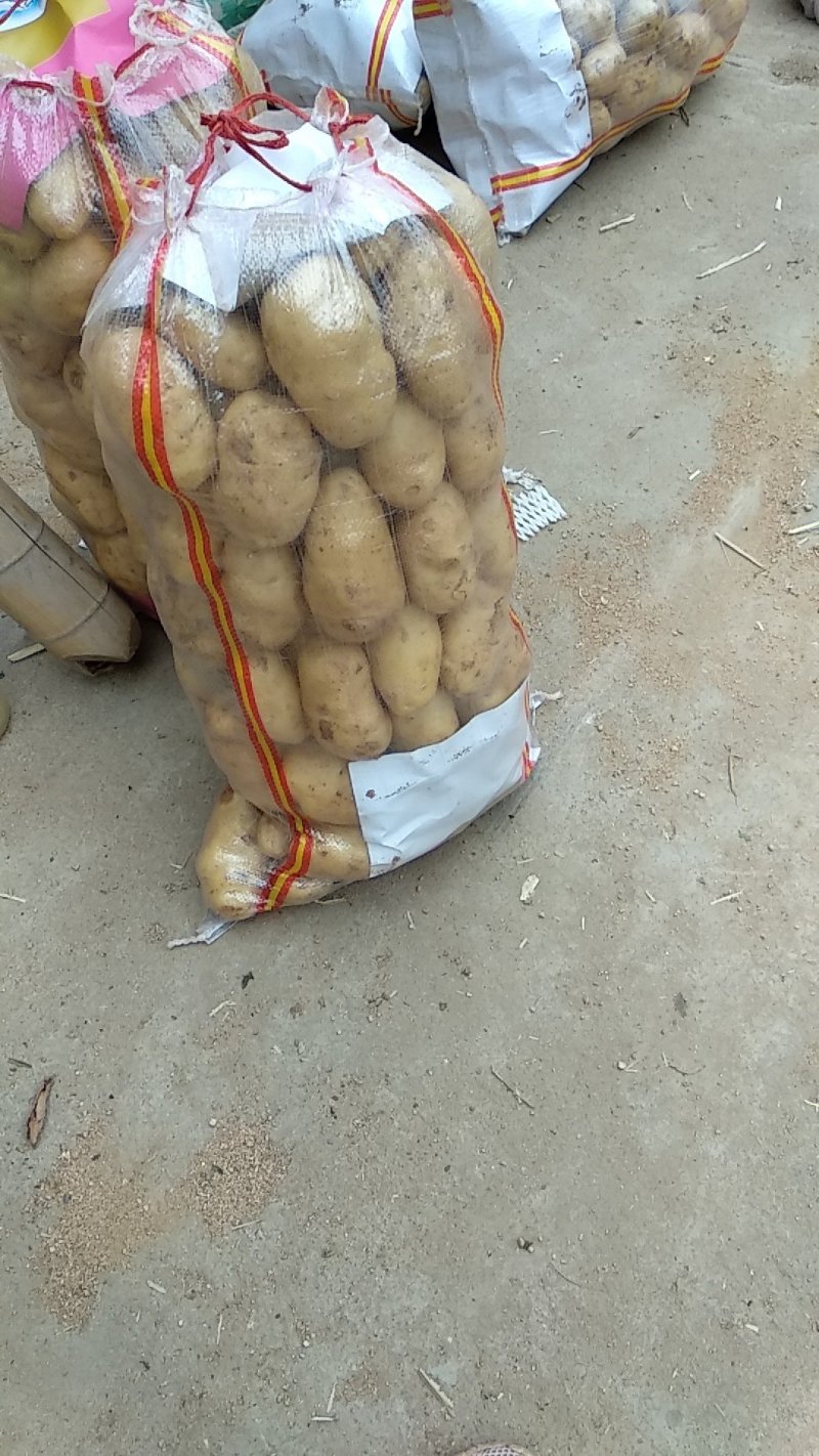土豆/山东土豆/荷兰十五土豆/V7土豆/黄心土豆