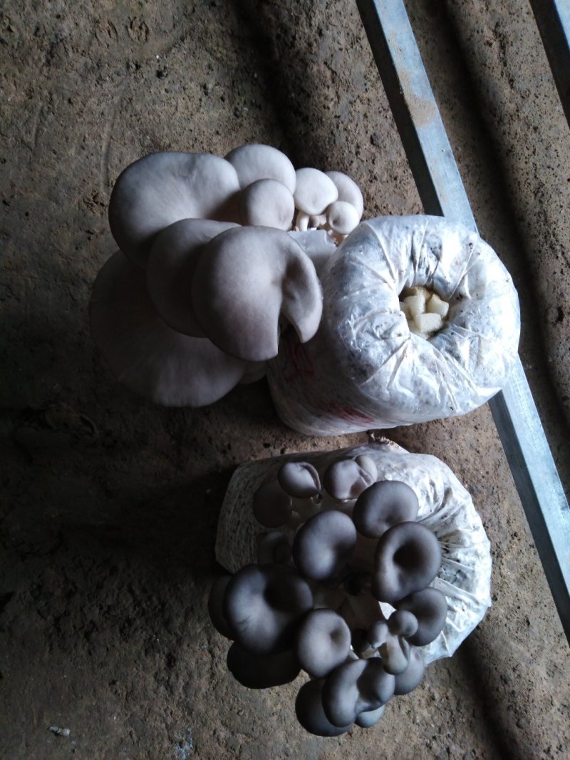 食用菌