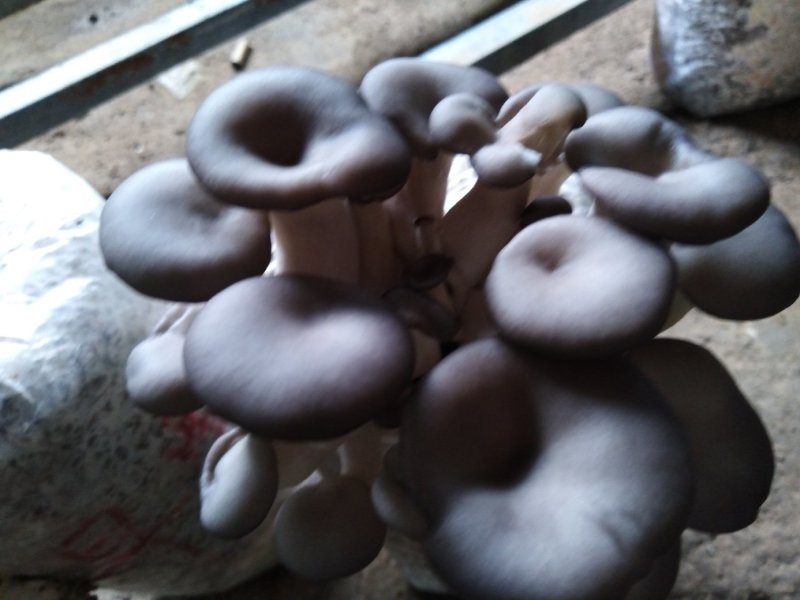 食用菌