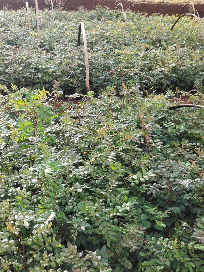 清香木
