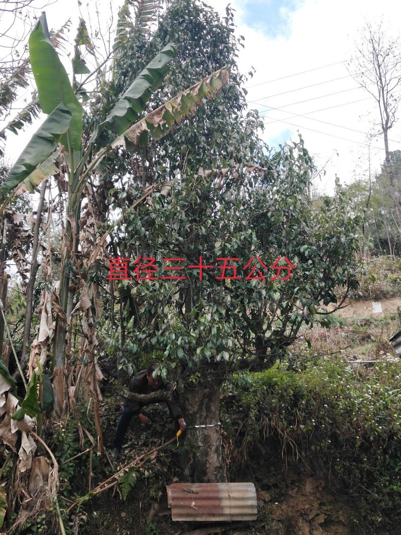 五百年古茶树