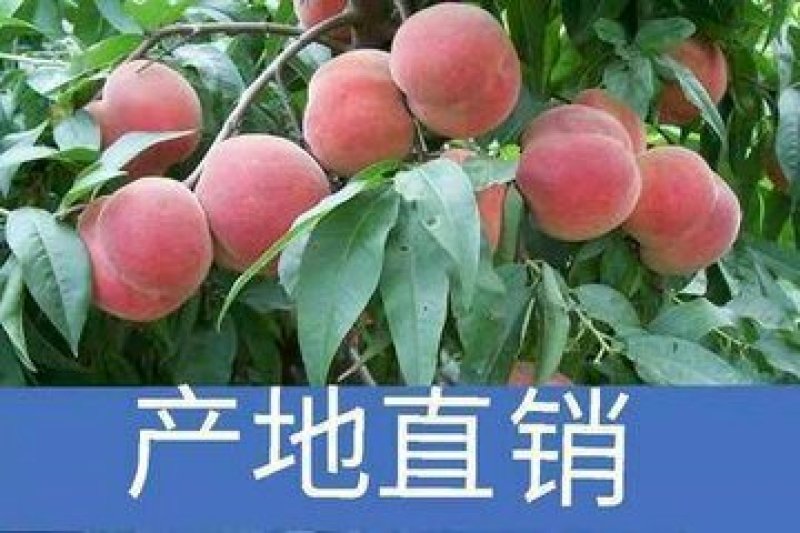 大桃批发市场山东省潍坊市安丘市官庄镇马家小庄村