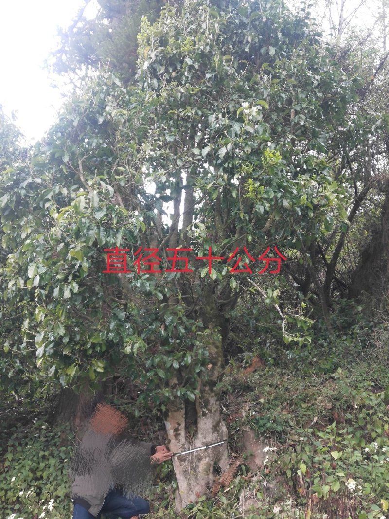 五百年古茶树