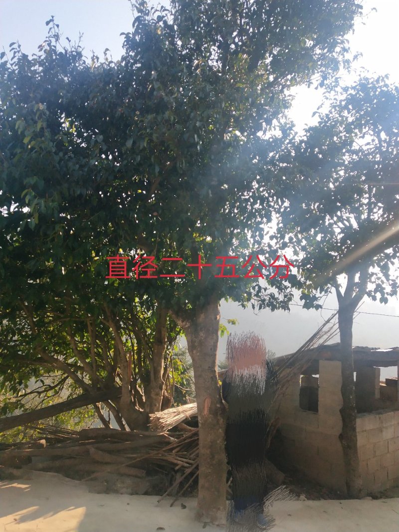 五百年古茶树