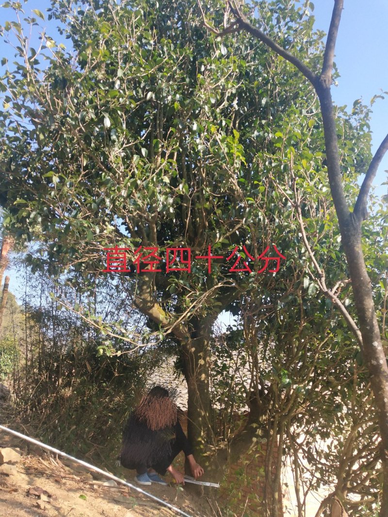 五百年古茶树
