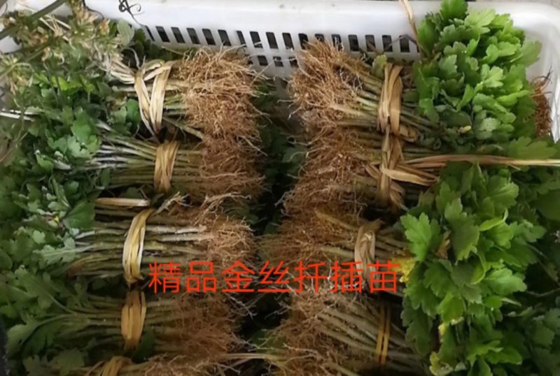 金丝皇菊苗扦插苗婺源皇菊优质种苗大量供应
