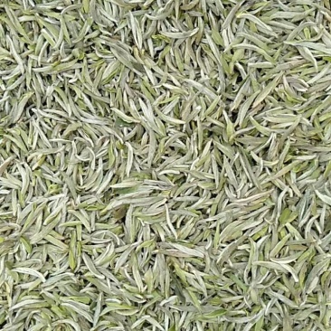 福鼎白茶白毫银针原产地