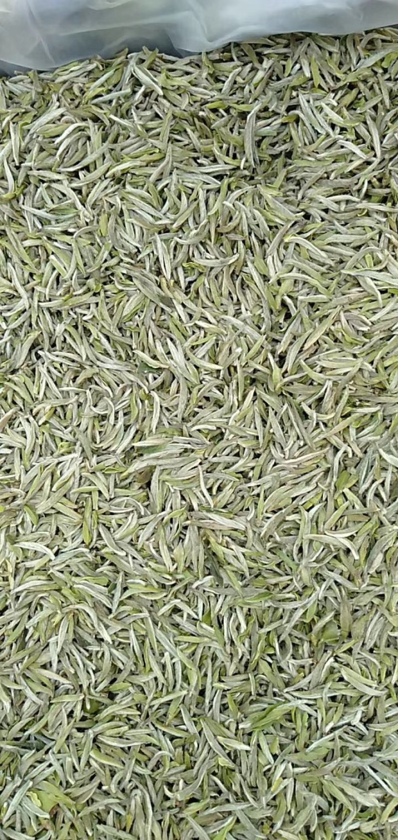 福鼎白茶白毫银针原产地