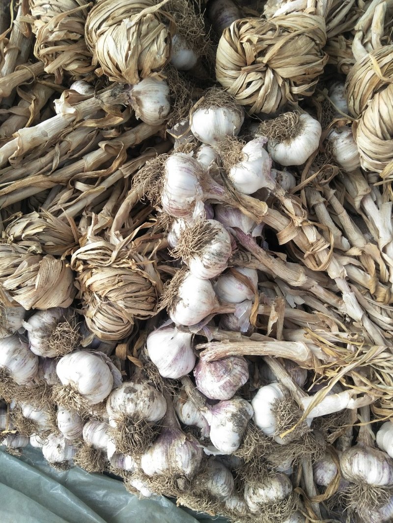 红皮大蒜大量上市5cm到6cm