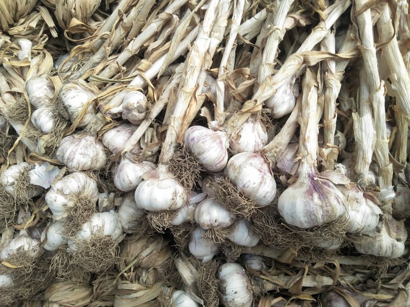 红皮大蒜大量上市5cm到6cm