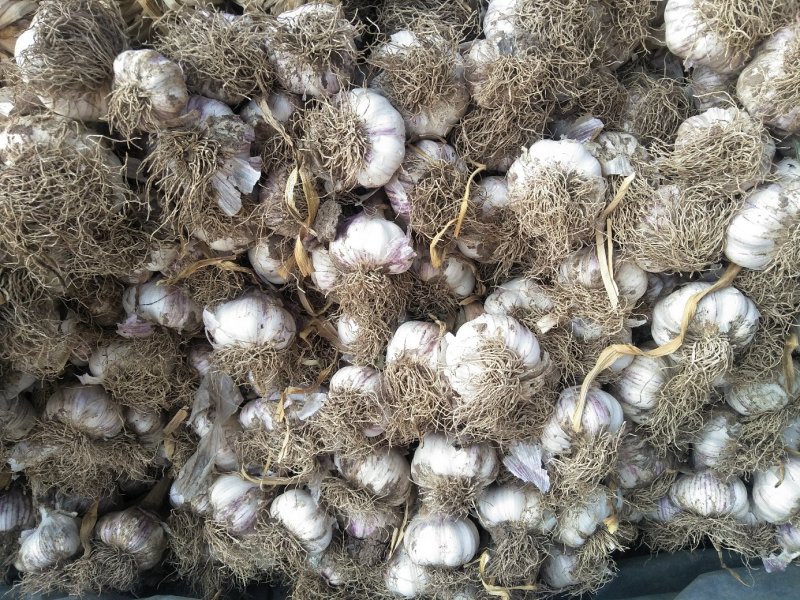 红皮大蒜大量上市5cm到6cm