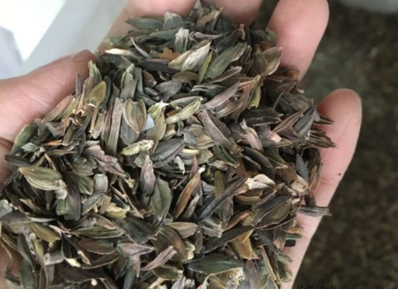 百日草种孑百日菊花卉绿化公园专用品种种子