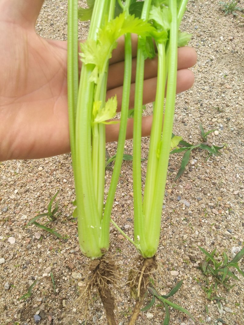 毛芹大量上市