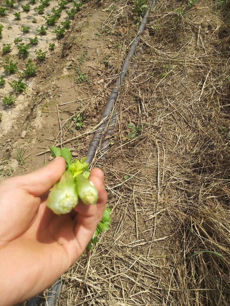 毛芹大量上市