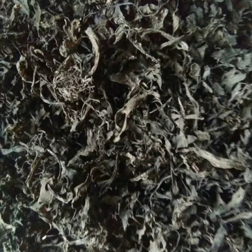 免洗地皮菜供应，农家一手货源，