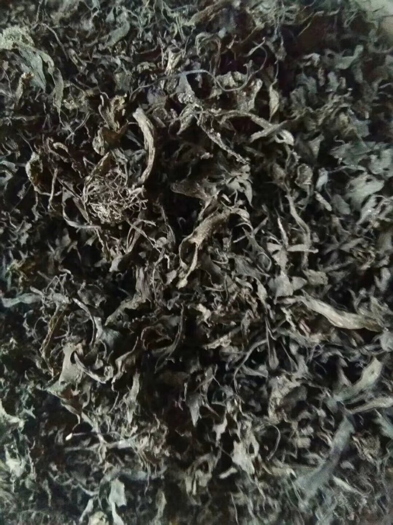 免洗地皮菜供应，农家一手货源，