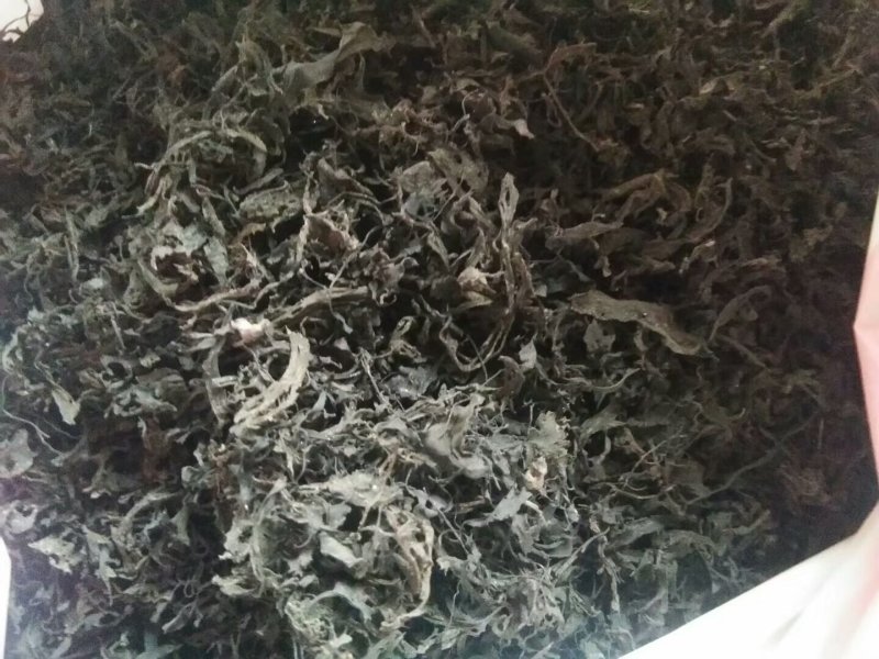 免洗地皮菜供应，农家一手货源，