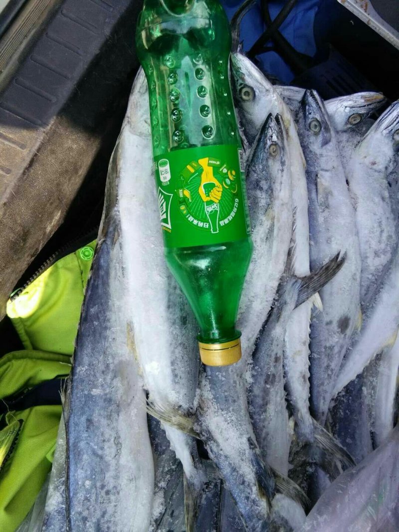 鲅鱼便宜了