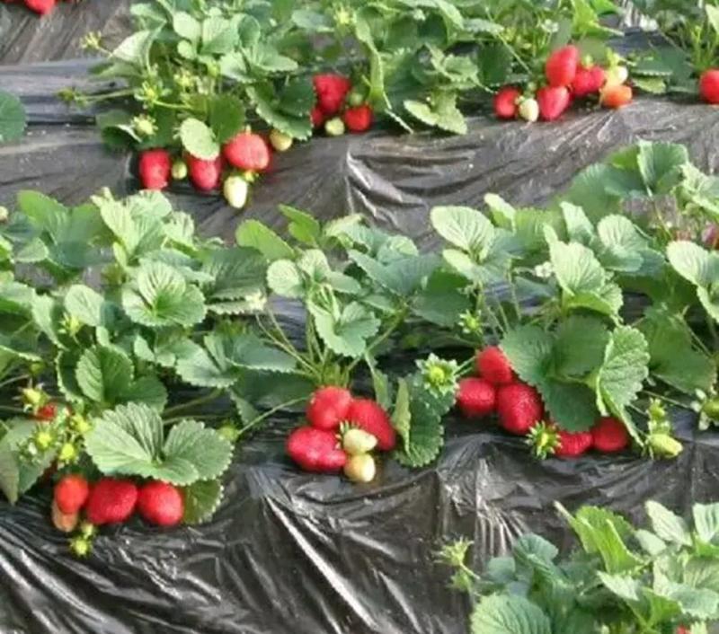 正宗红颜草莓苗当年结果包成活死苗补发欢迎选购