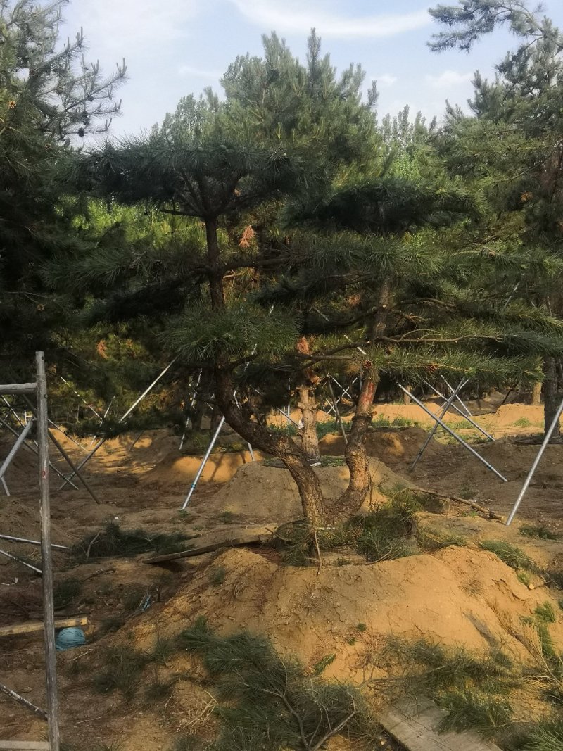 造型油松