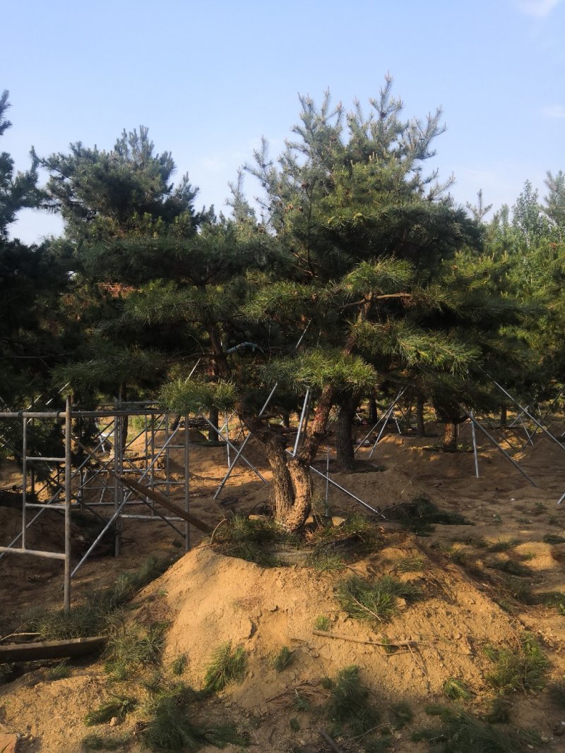 造型油松