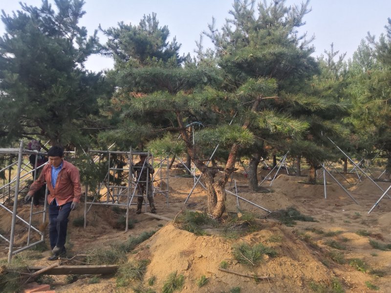 造型油松