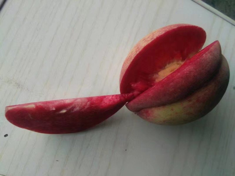 风味绝佳早熟桃一一血桃