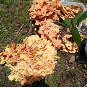 云南野生菌