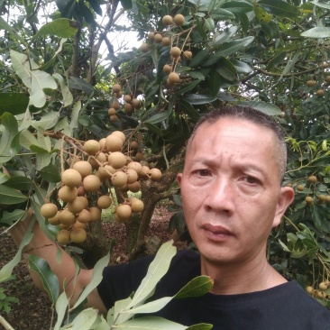 产地大量龙眼货源上市果园直供质优价廉有需要先v我