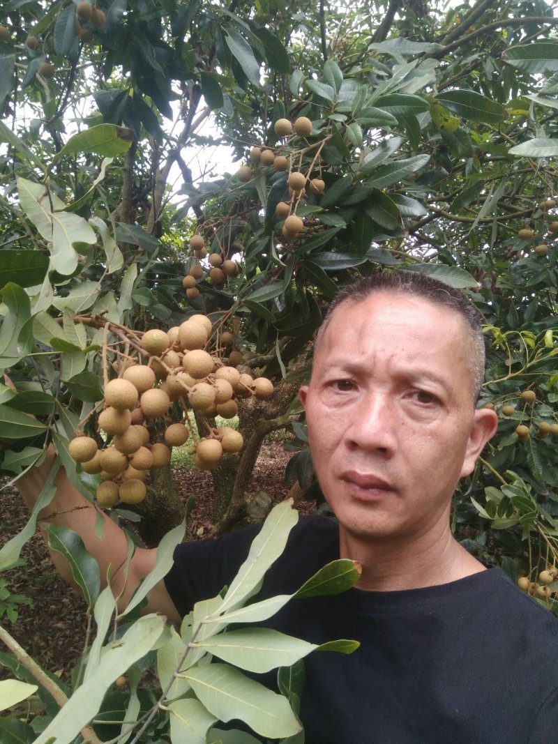 产地大量龙眼货源上市果园直供质优价廉有需要先v我
