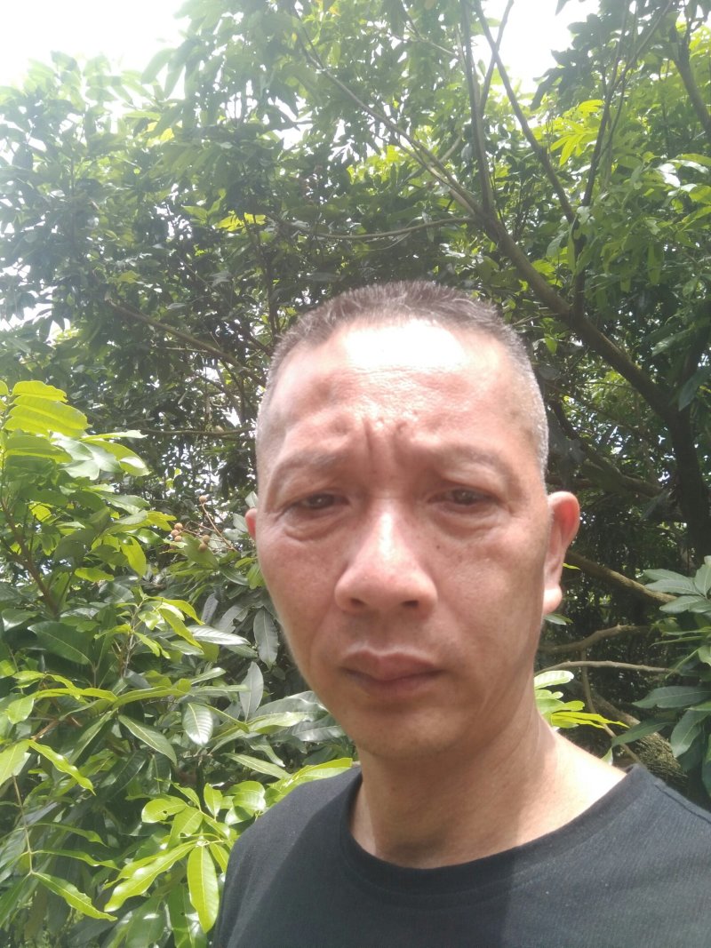 产地大量龙眼货源上市果园直供质优价廉有需要先v我