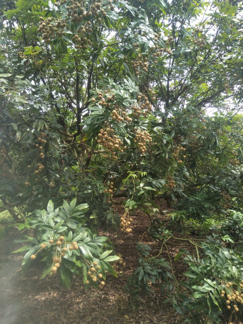 产地大量龙眼货源上市果园直供质优价廉有需要先v我