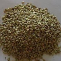 百喜草种子绿化护坡专用草籽