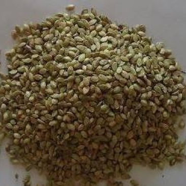 百喜草种子绿化护坡专用草籽