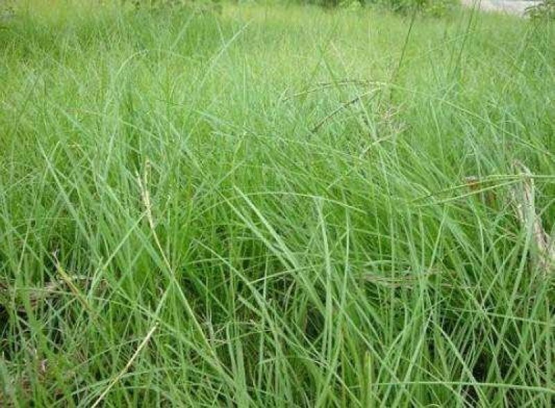 百喜草种子绿化护坡专用草籽