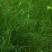 百喜草种子绿化护坡专用草籽