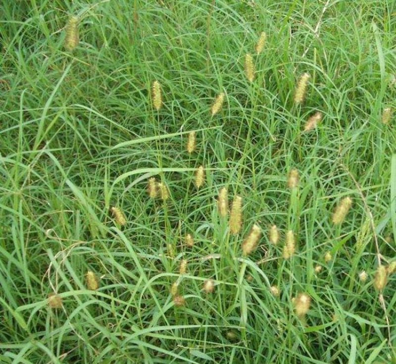 百喜草种子绿化护坡专用草籽
