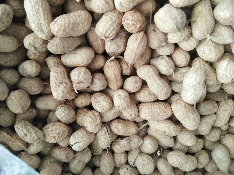 干花生(春果丶麦茬果):白沙果，罗汉果
