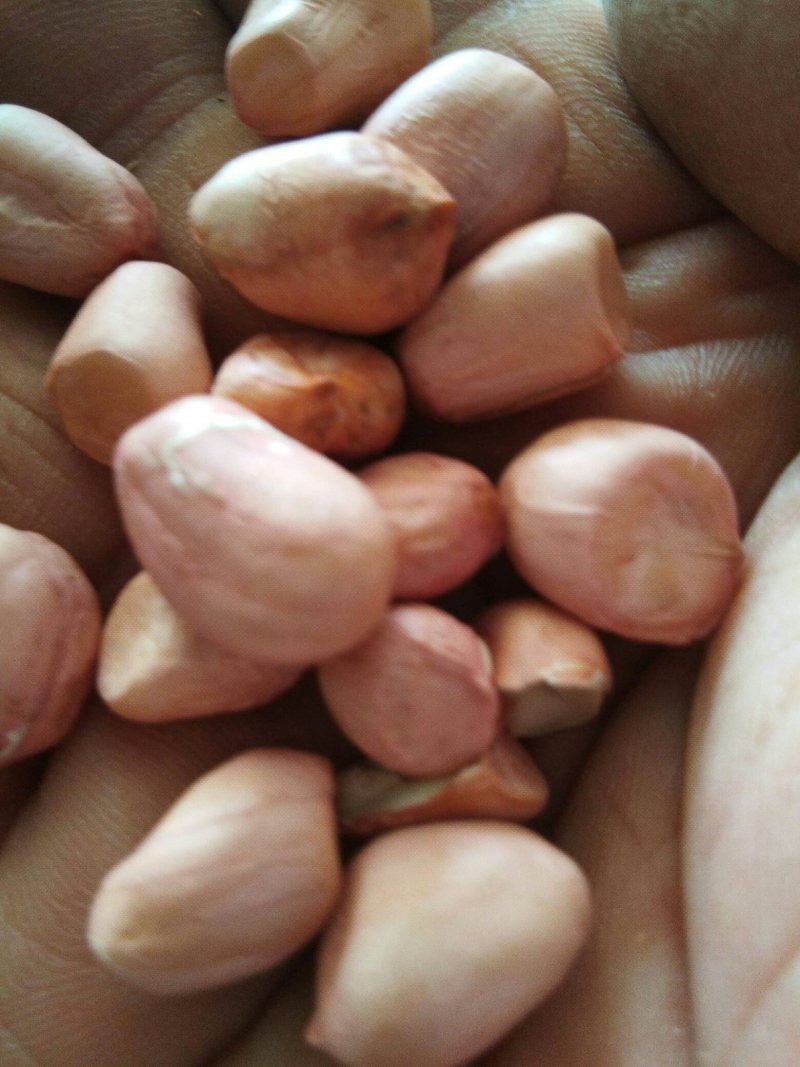 干花生(春果丶麦茬果):白沙果，罗汉果
